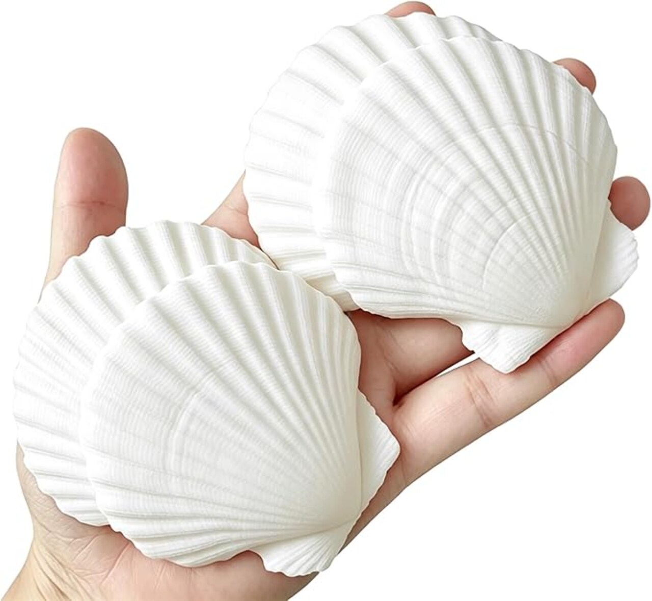 30PCS Natural White Scallop Sea Shells 2–3 Inch Bulk Set, Real Seashells for Crafts, DIY Painting, Beach Wedding Decor, Candle Making, Ocean Theme Party & Coastal Home Decoration
